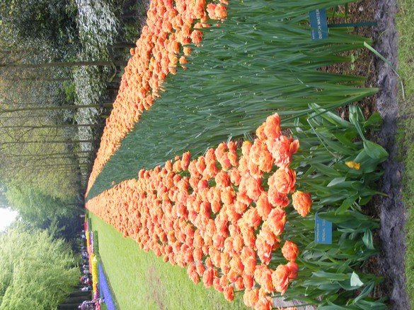 naarden 2009 174